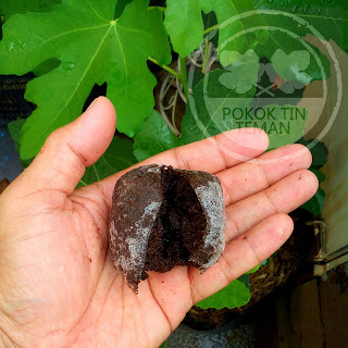 Media Tut Pokok Tin Media Tut Pokok Tin
