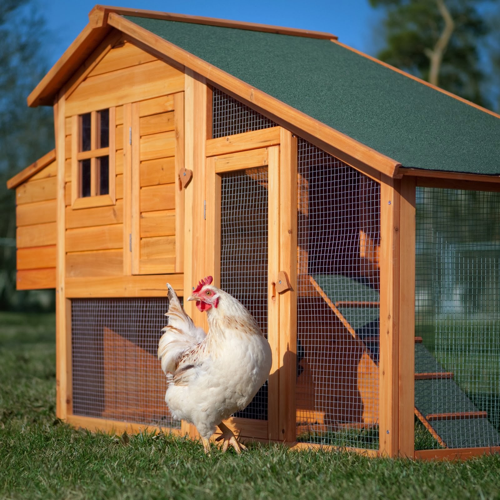 Chicken House Plans: Truths Of Building A Chicken Coop - +BuilDing A Chicken Coop7