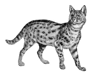 antique Serval Cat illustration animal cat image antique illustration digital download
