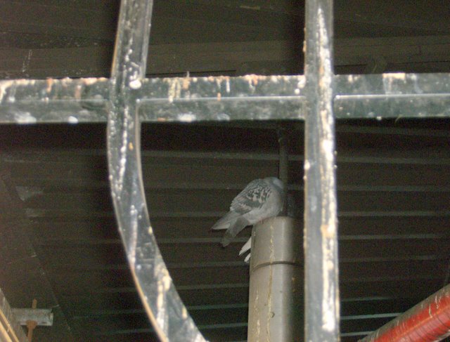 roosevelt poop gone train pooping station islander relatively netting pigeon disgusting ceilings clean