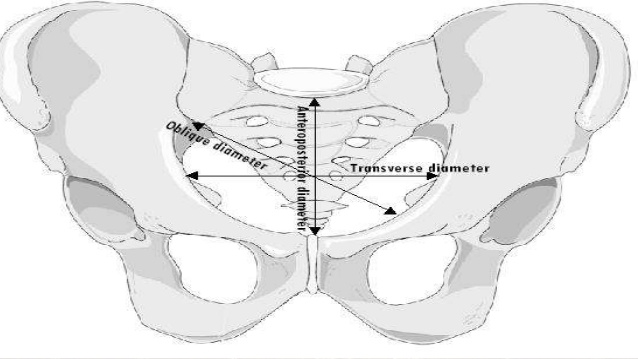 Female Pelvis Diameters