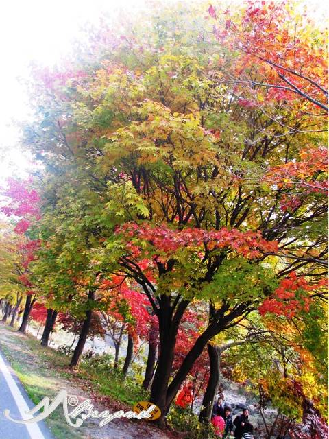 Naejangsan Mountain Park, best autumn view, south korea autumn view, autum in south korea, south korea crimson leaves, seoul autumn view, seoul maple leaves, seoul maple tree, south korea maple tree, best crimson view