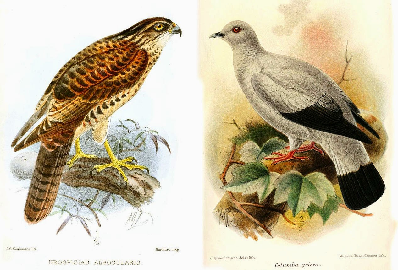 Humanist Mom The Oversimplification of Hawks and Doves