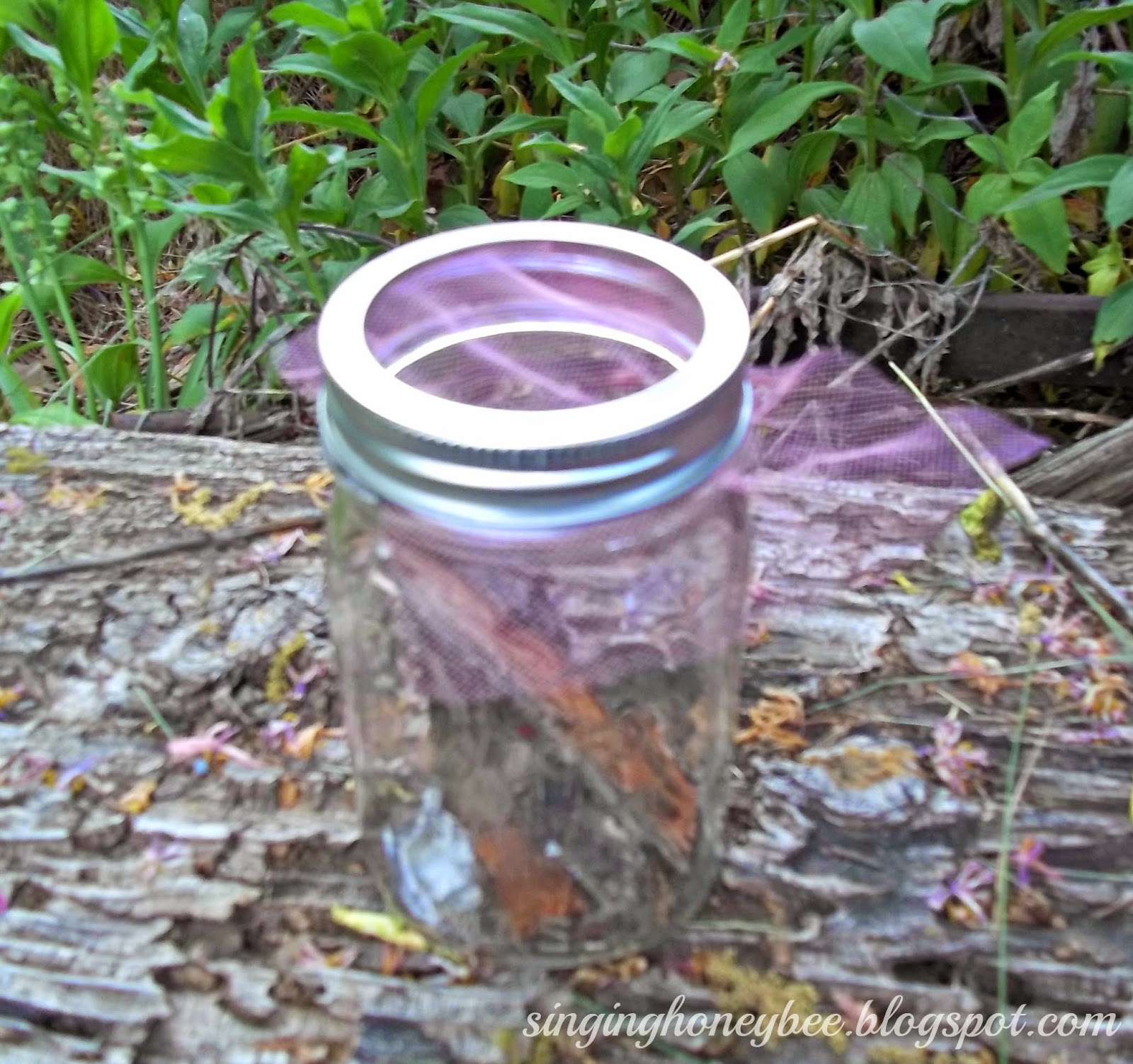 Singing Honey Bee Mason Jar Bug Catcher