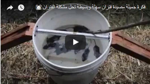 فكرة جميلة مصيدة فئران سهلة وبسيطة تحل مشكلة الفئران 🐭 فكرة جميلة مصيدة فئران سهلة وبسيطة تحل مشكلة الفئران 🐭