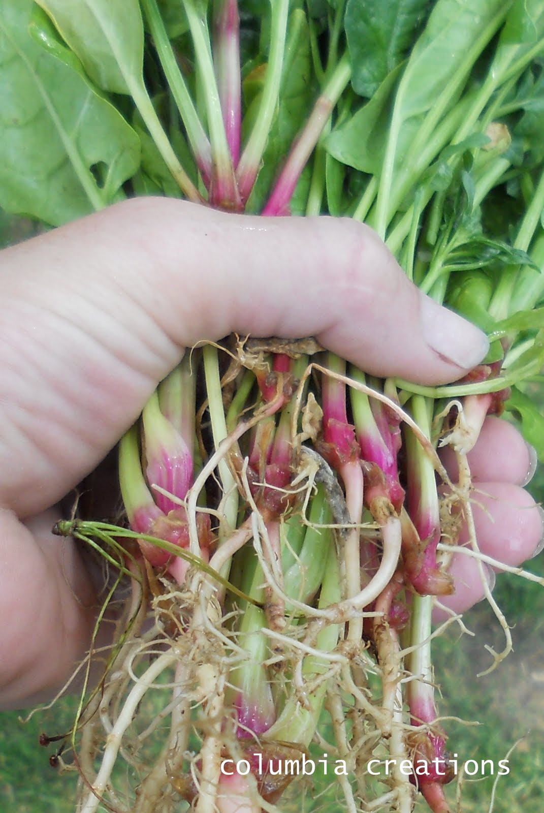 Columbia Creations Spinach