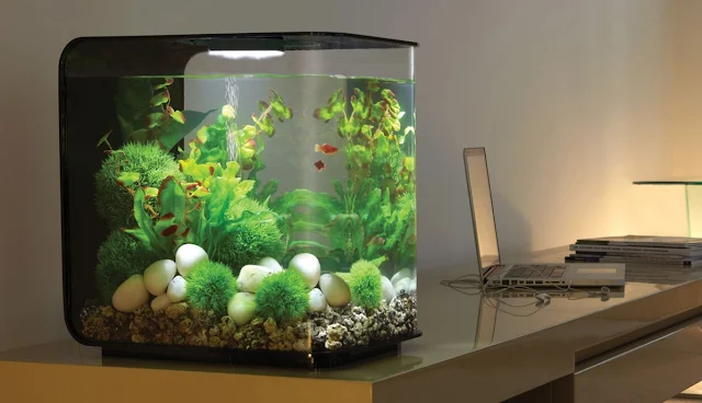 Model Aquarium Mini dengan Lampu LED - Budidaya Ikan