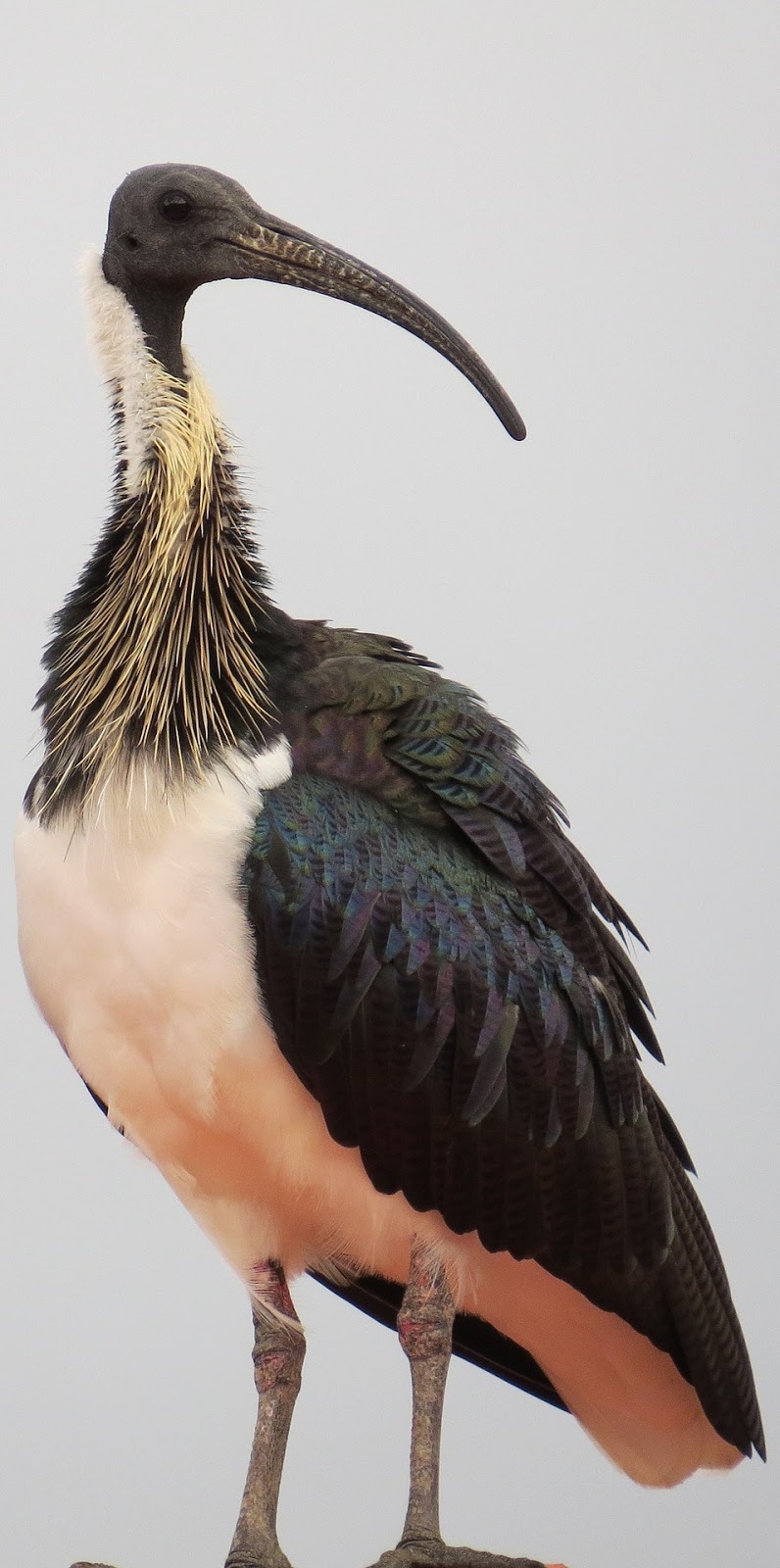 Picture of a straw-necked ibis.