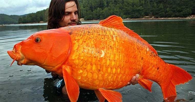 Misteri Dan Mitos Terbaru Danau Toba Misteri Fakta Dan Fenomena