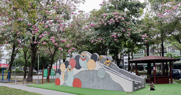 台中東區大智公園洋紅風鈴木花開，還有磨石子溜滑梯好好玩