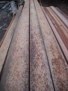 jenis kayu yang paling laris di pasaran