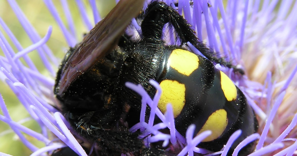 Alma biológica Escólidos las avispas del