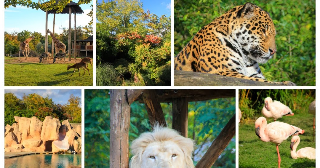 Zoo Le Plus Grand D Europe MES P'TITS BONHEURS: PROMENADE AU ZOO D'AMNÉVILLE