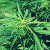 Efek Samping Menghisap Ganja Sebabkan Malas Bekerja