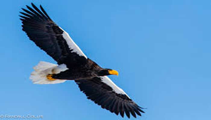 10 Elang Terbesar Dan Terkuat Di Dunia Mahessablog Blog