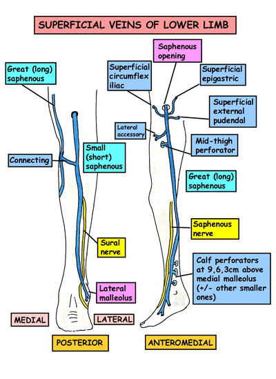 موقع الدكتور أحمد كلحى: صور تشريح - Anatomy : Blood Supply Arteries and