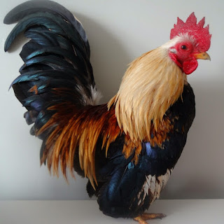 Ayam Serama