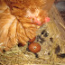 How often should i clean the chicken coop
 