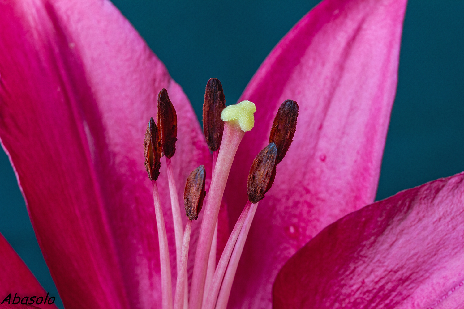 FOTOGRAFÍAS DE NATURALEZA: Lilium Montenegro