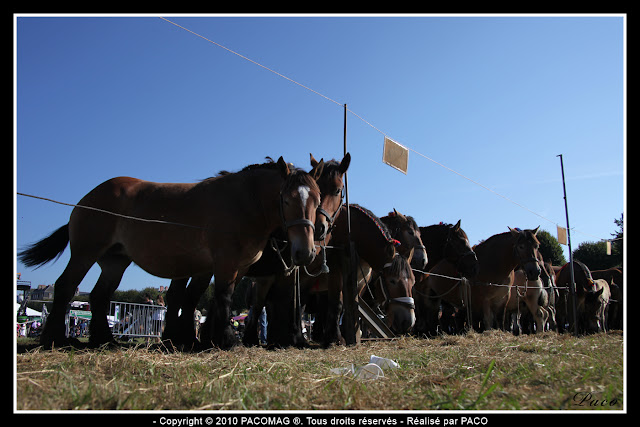 vue d'ensemble des chevaux de trait à la foire Commerciale et Agricole de Sedan