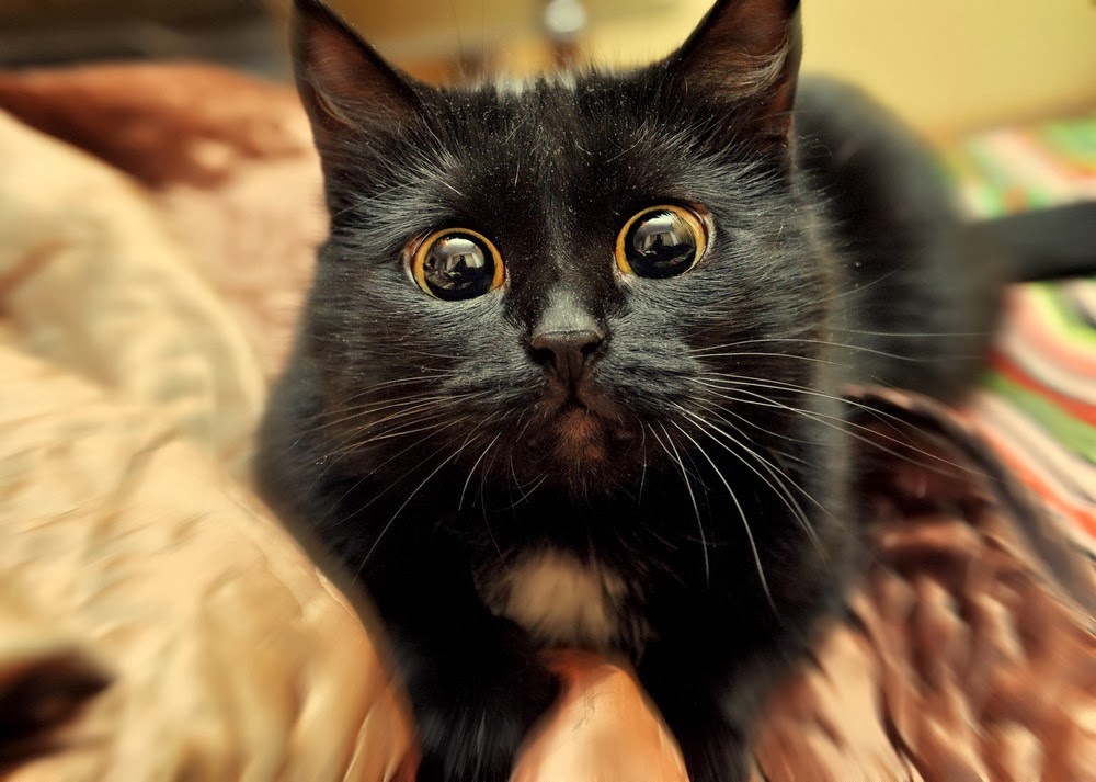 It S Beautiful Meme Cat It S Beautiful Meme Cat
