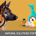 3 Natural Solutions For Tick Season