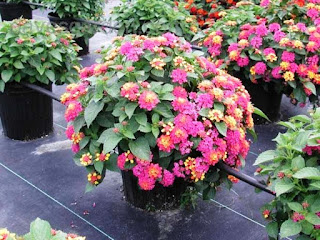 Lantana Camara Lantana Camara - lantana camara (bunga tahi ayam), lantana camara pdf, klasifikasi lantana camara, axonopus compressus, lantana camara description, lantana camara l, lantana camara leaf, deskripsi lantana camara - 29 Jenis Tanaman yang Sering Dijadikan Penghias Taman - honaylandscape.blogspot.com
