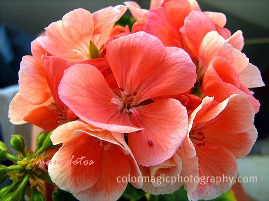 Pink geranium close-up