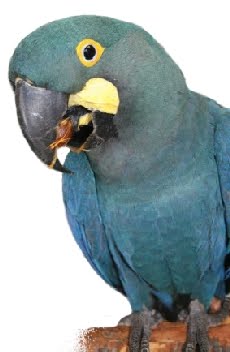 Arara Azul de Lear (Anodorhynchus leari) 