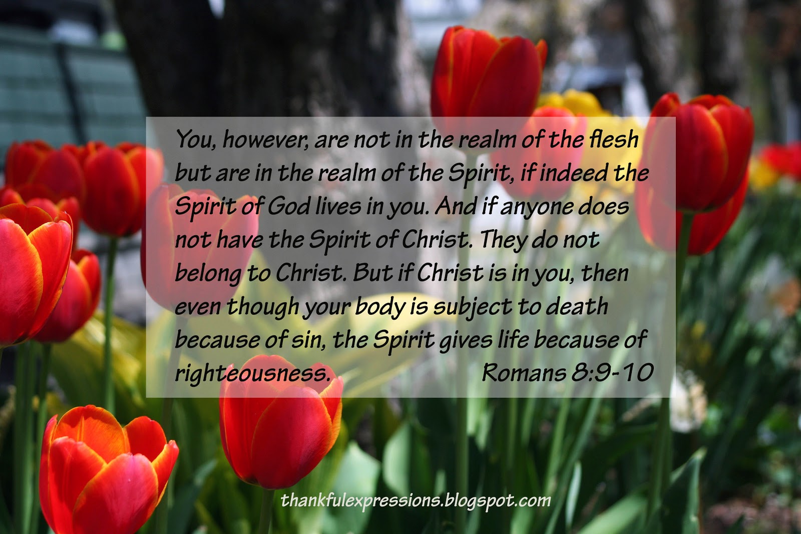 Thankful Expressions Romans 8 9 10