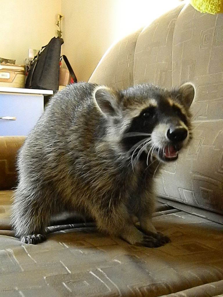 Домашний, ручной енот полоскун Яша. Днепродзержинск.