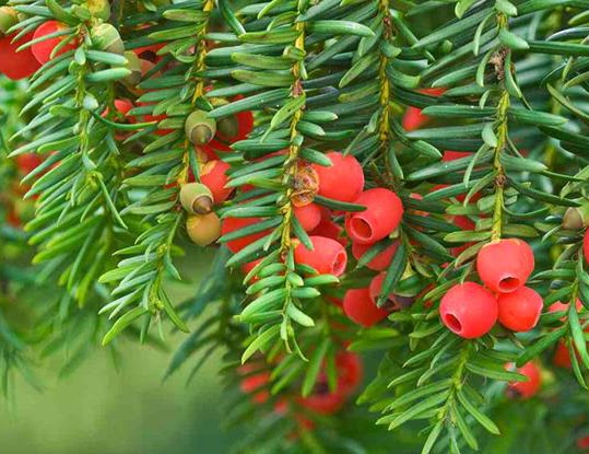 ¿Qué hemos hecho nosotros para merecer esto? San Andrés de Teixido