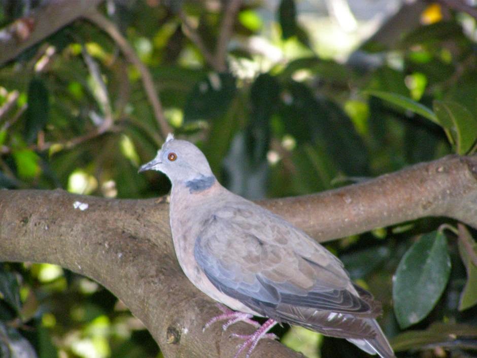 Sunda collared dove