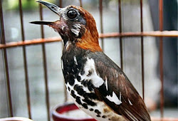 Cara Menjinakan Anis Kembang Liar Yang Cepat Maskicau Net