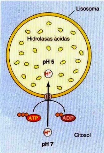 hidrolasas acidas