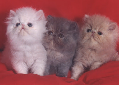 gatito-persa-cuidados-caracteristicas