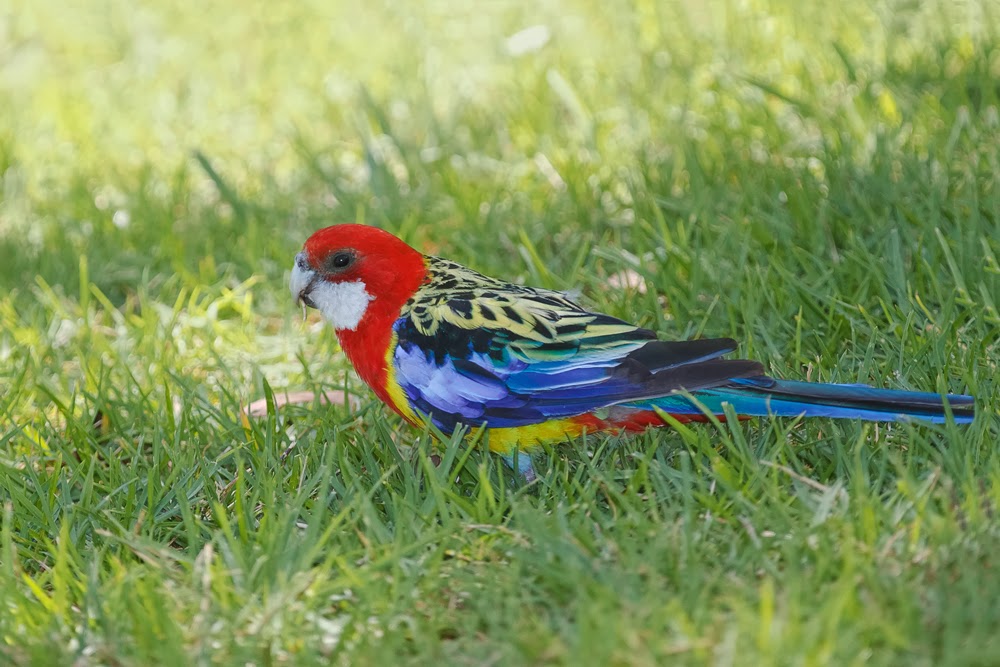 Bluebottle Adelaide Birds