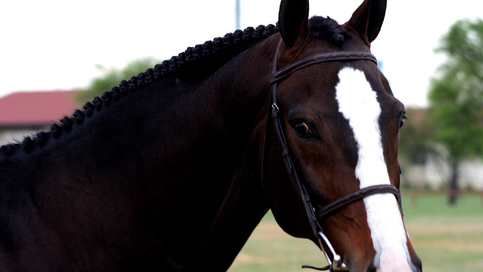 Horses For Sale Hunter Jumper Horse Choices