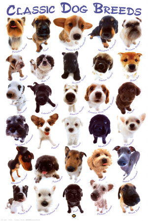 Background images hd 1080p free download - Wallpaper Desktop: Dog breeds