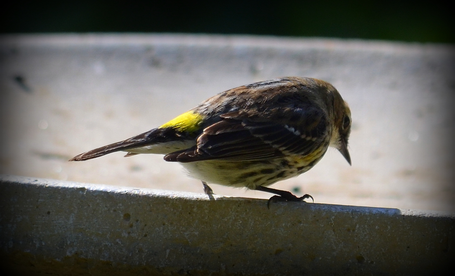 Yellow Rumped Warbler