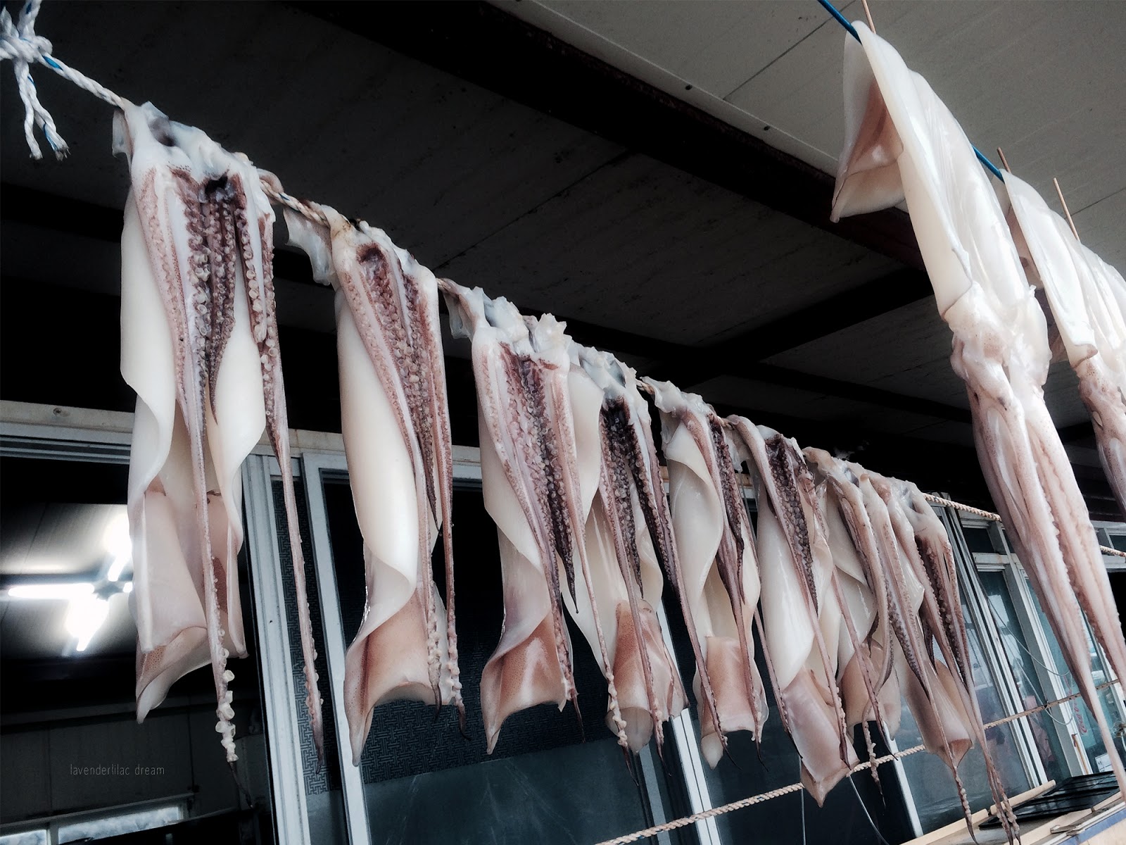 South Korea, Jeju Island, Yonsei University, YISS 2014, Seopji Coast hanging squid
