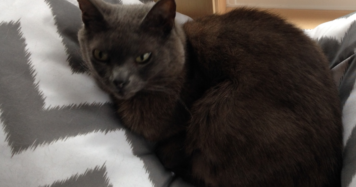 Pet Insurance Companies >> Dr. Judy Morgan-Natural Pet Care: Kidney Failure in Cats and How to Treat it Naturall Pet Insurance Companies >> Dr. Judy Morgan-Natural Pet Care: Kidney Failure in Cats and How to Treat it Naturall