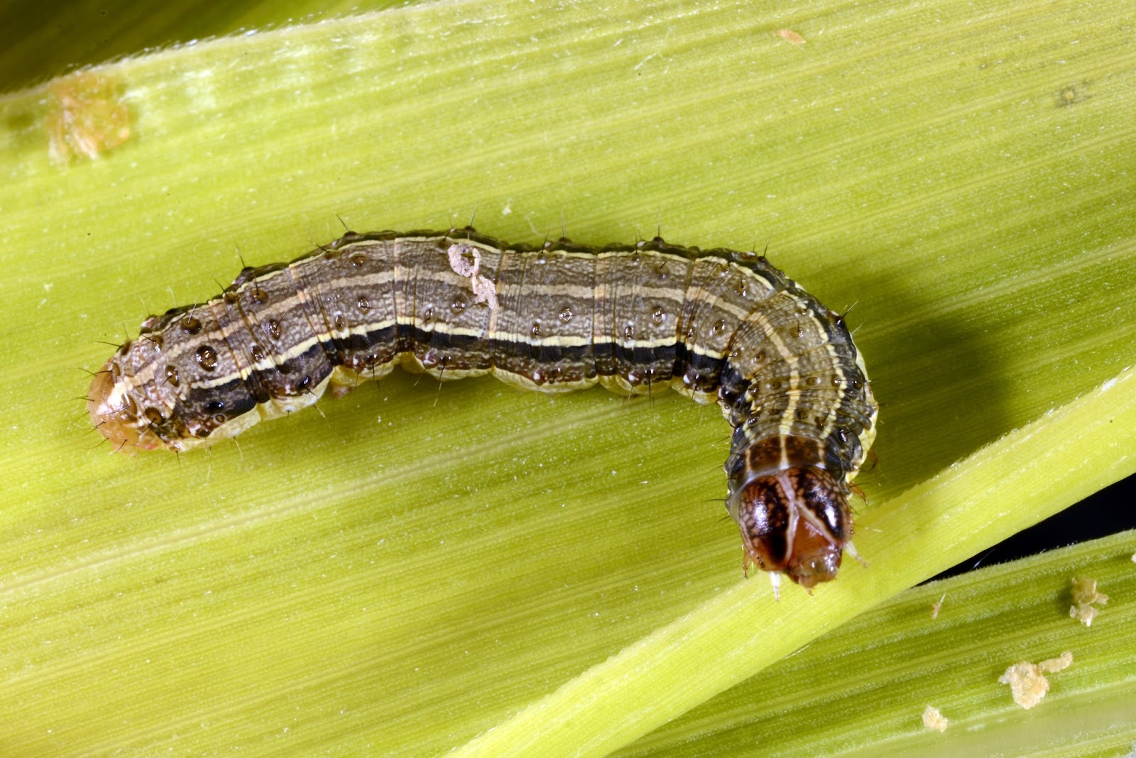 Purdue Turf Tips Monitoring and Managing Caterpillars
