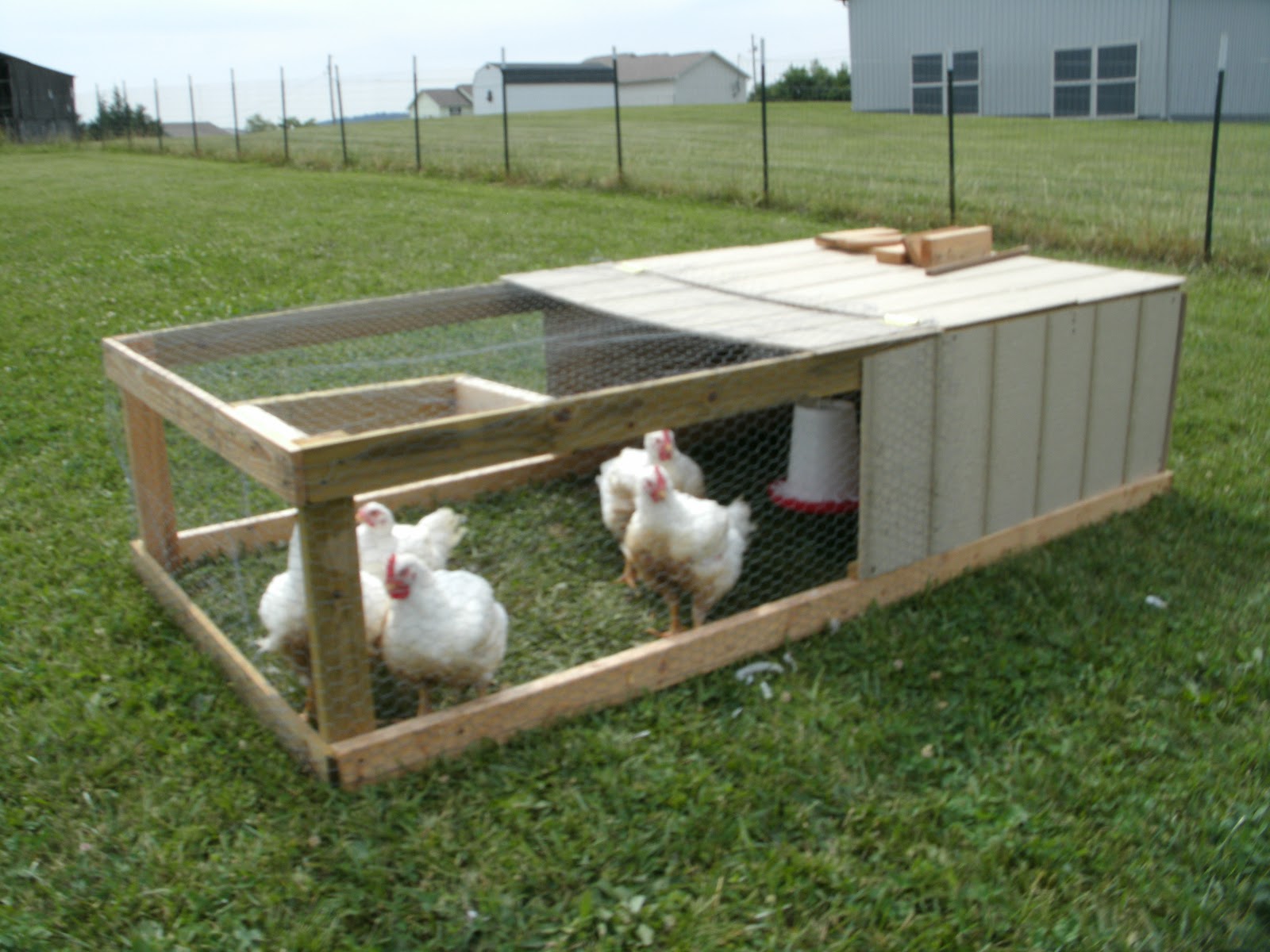 Corn Allergy Aid Processing Cornish Cross Chickens