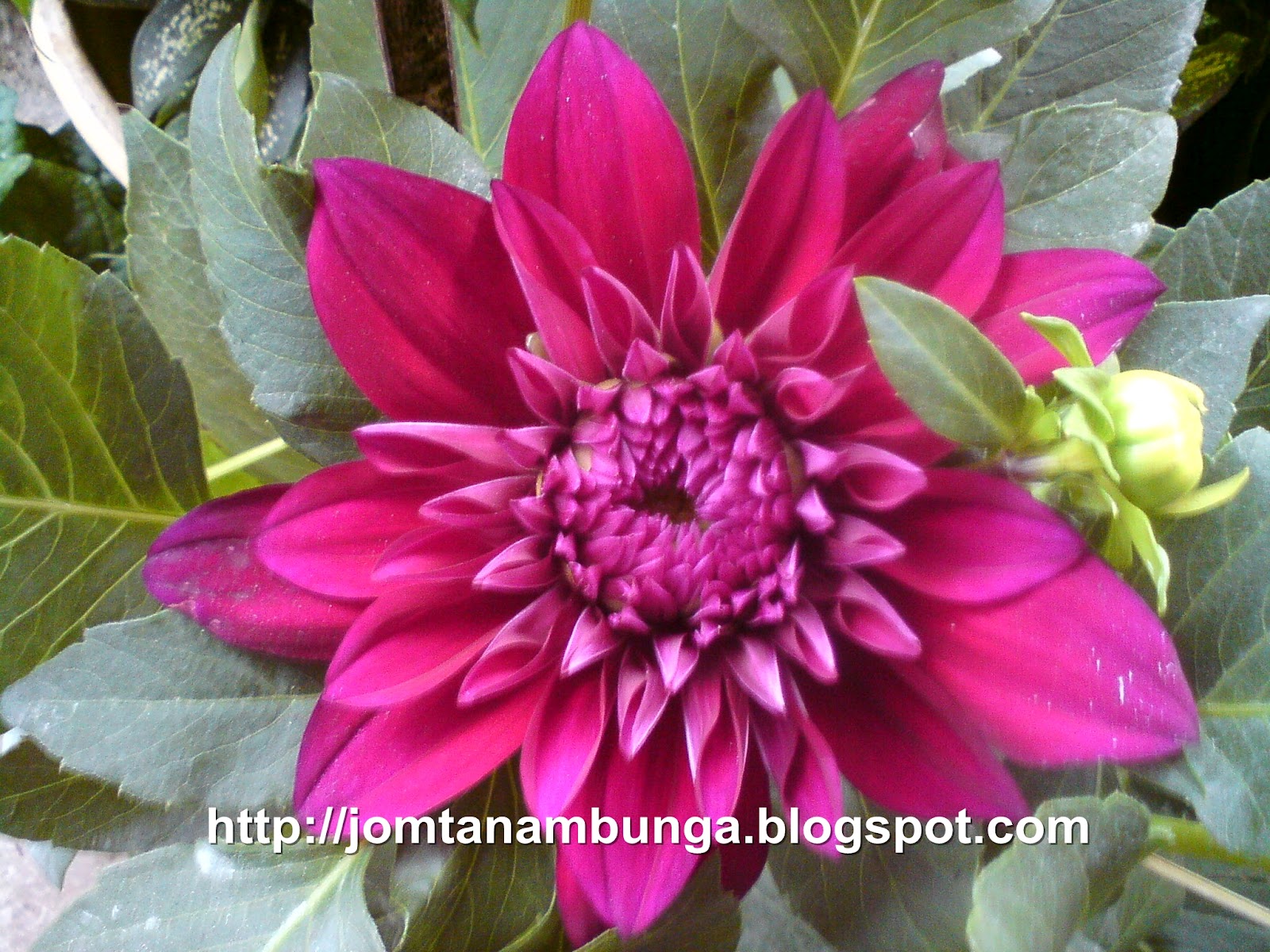 Jom Tanam Bunga Bunga Dahlia Aneka Warna 