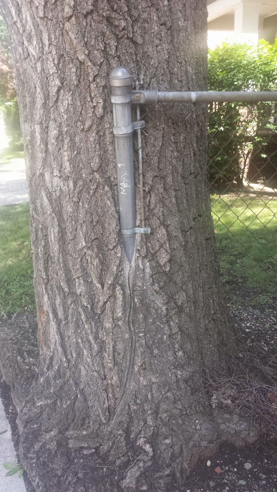 20 FASCINATING IMAGES OF TREES GROWING DESPITE OBJECTS IN THEIR WAY