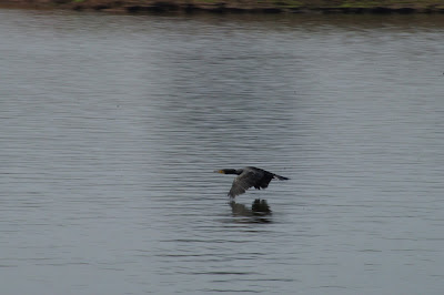 Kabini river, birds in India