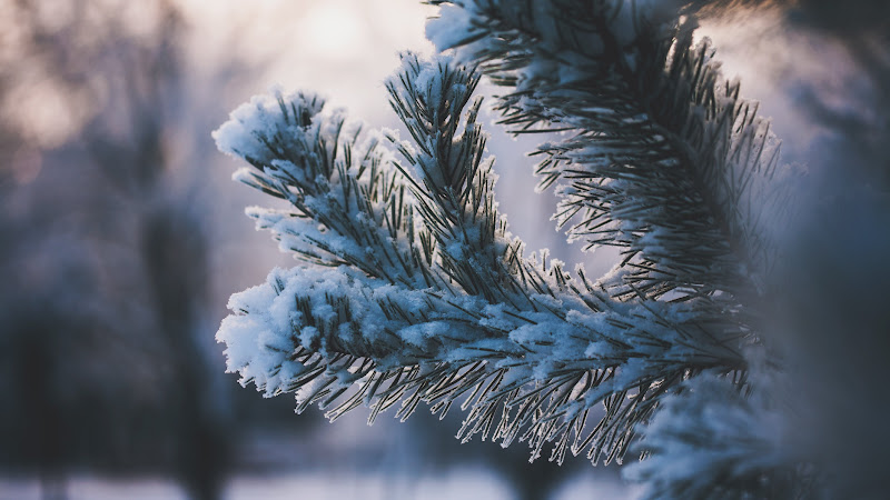 Pine Needles covered with Snow
