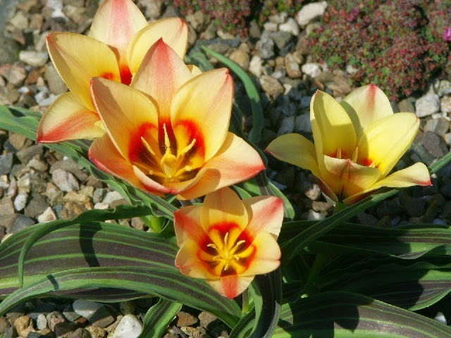 Tarım Siteniz: Lale Türleri (Tulip varieties)