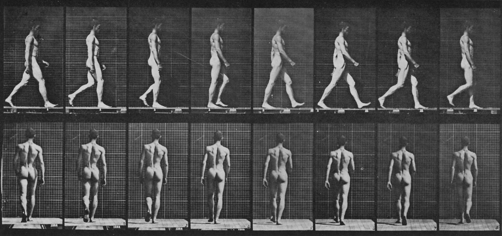 Eadweard J. Muybridge stop motions 